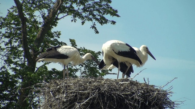 White Stork - ML200858821