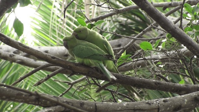 Yeşil Papağan - ML200858831