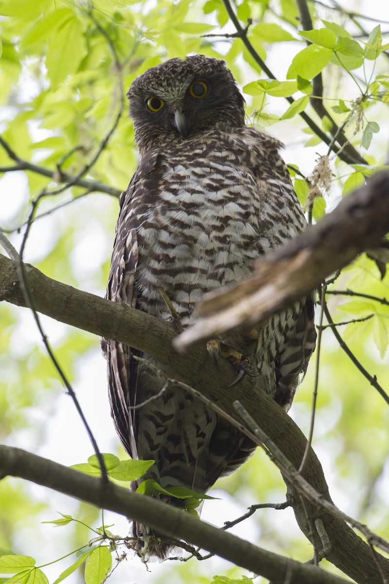 Powerful Owl - ML20085891