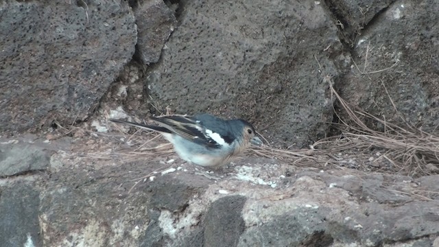 Canary Islands Chaffinch (Canary Is.) - ML200858921