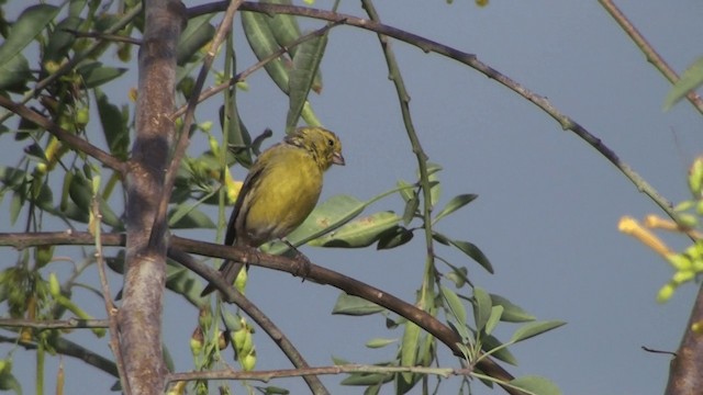 カナリア - ML200859031