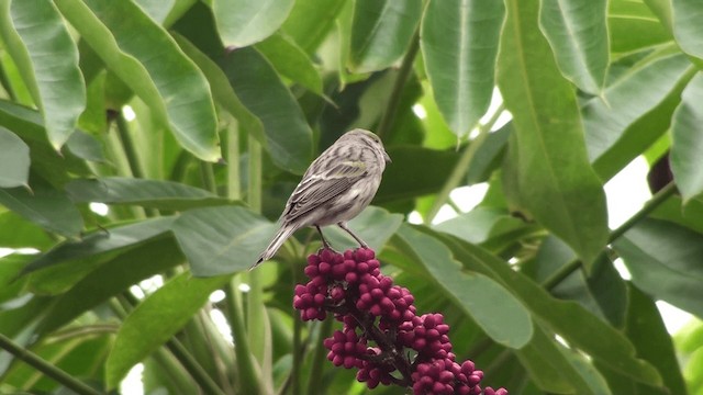 カナリア - ML200859041