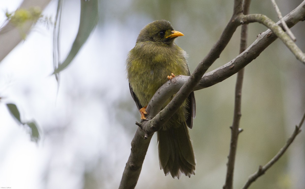 Bell Miner - ML20085911