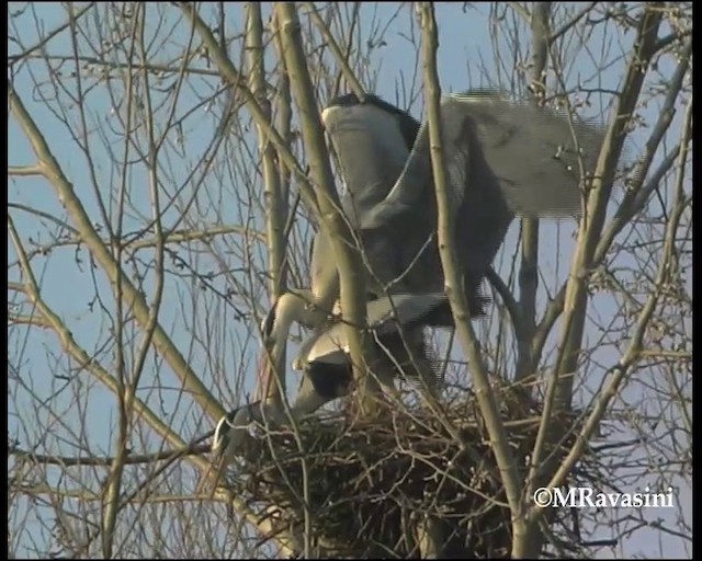 Серая цапля (cinerea/jouyi) - ML200859121