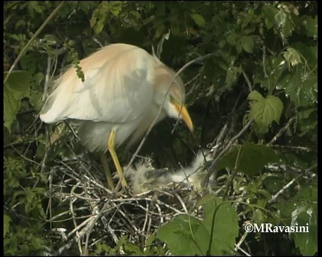 Western Cattle Egret - ML200859131