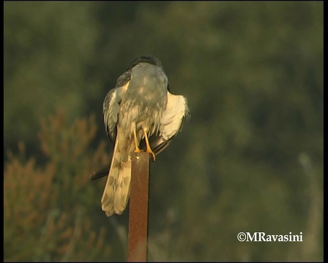 Montagu's Harrier - ML200859181