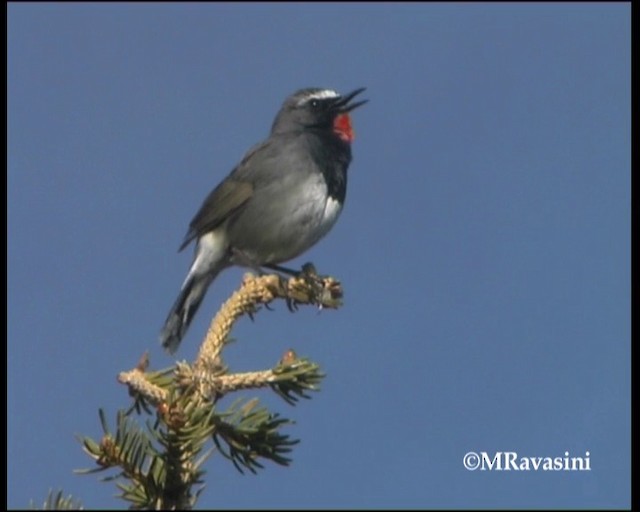 Bergrubinkehlchen - ML200859221