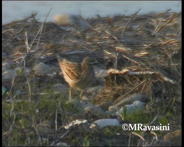 Eurasian Thick-knee - ML200859231