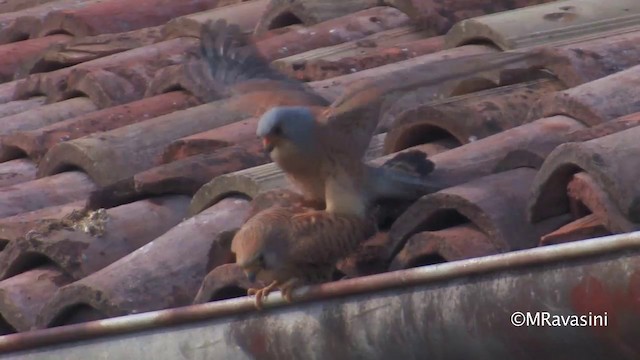 Lesser Kestrel - ML200859261