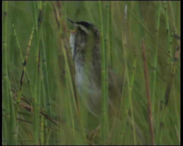 Aquatic Warbler - ML200859281