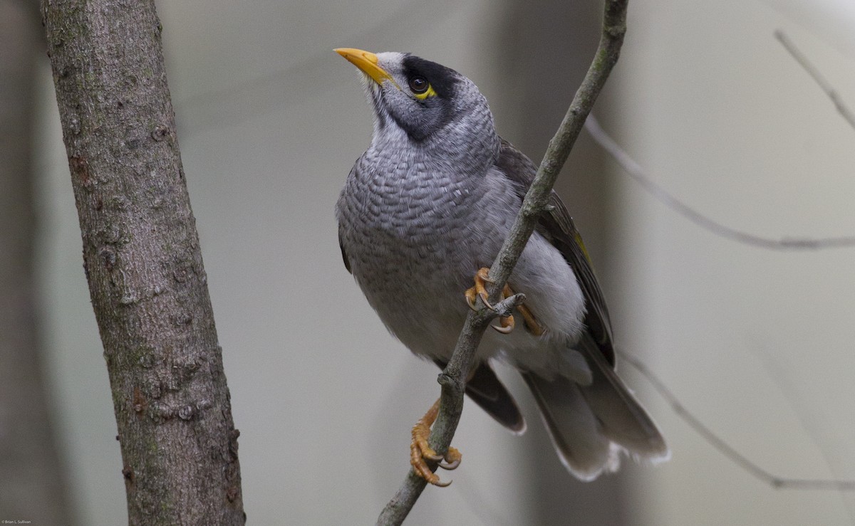 Noisy Miner - Brian Sullivan