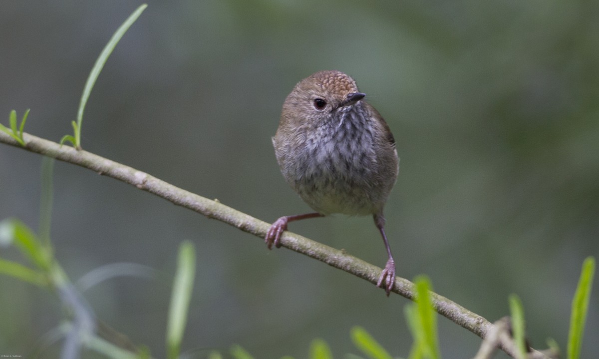 Brown Thornbill - Brian Sullivan