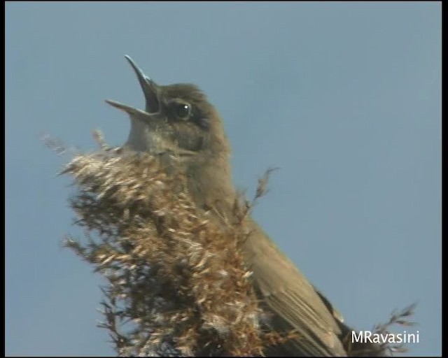 Savi's Warbler - ML200859411