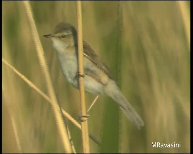 Paddyfield Warbler - ML200859441