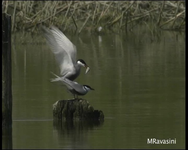 Whiskered Tern - ML200859451