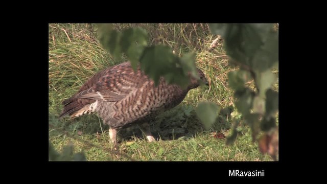 Black Grouse - ML200859471