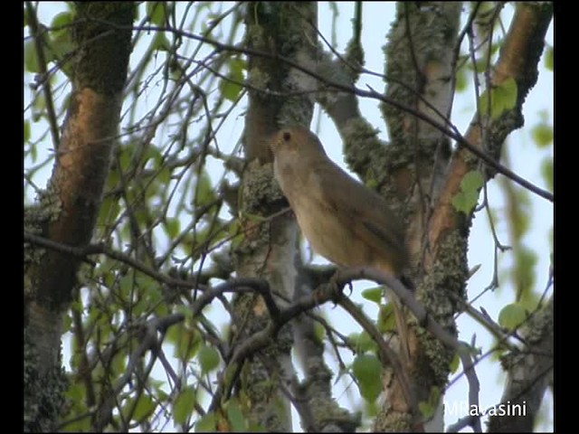 Thrush Nightingale - ML200859501