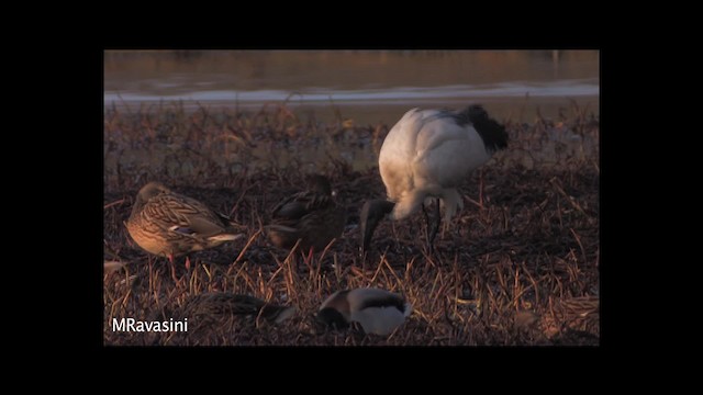 African Sacred Ibis - ML200859531