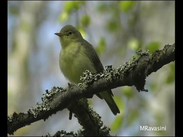 Icterine Warbler - ML200859541