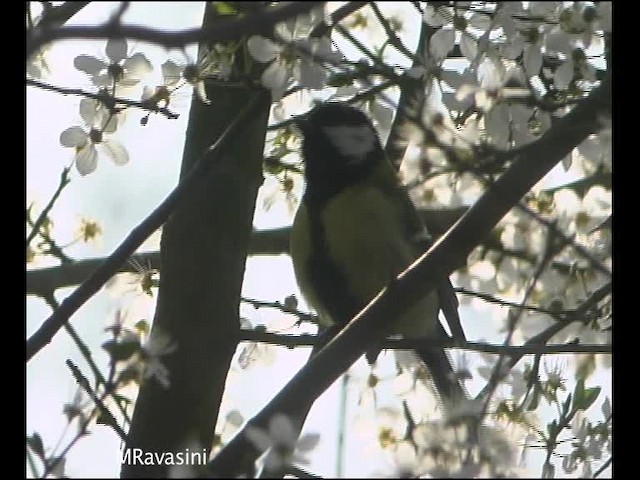 Great Tit (Great) - ML200859551