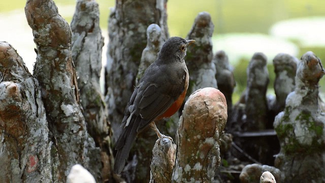 Rufous-bellied Thrush - ML200859571