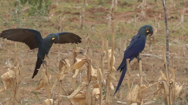 コスミレコンゴウインコ - ML200859601