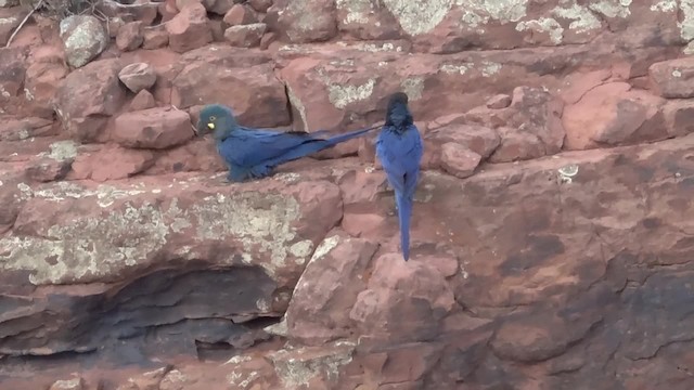 Indigo Macaw - ML200859611