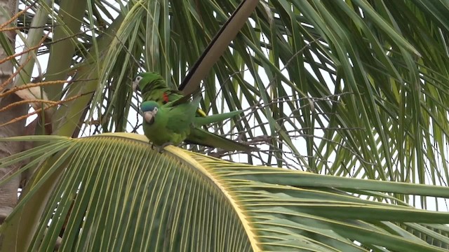 コミドリコンゴウインコ（cumanensis／longipennis） - ML200859631