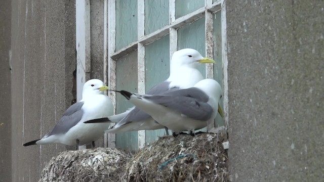 Black-legged Kittiwake (tridactyla) - ML200859681