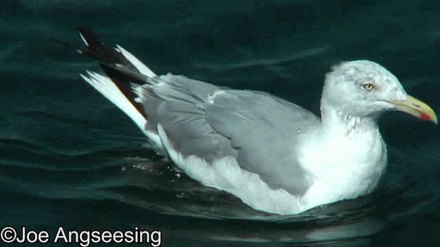 American Herring Gull - ML200859861
