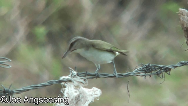 Vireo Bigotudo - ML200859971