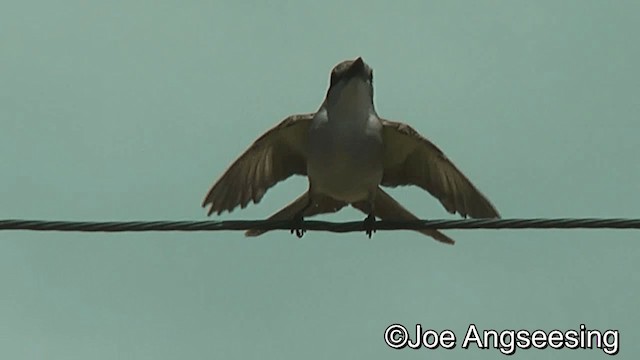 Gray Kingbird - ML200859981