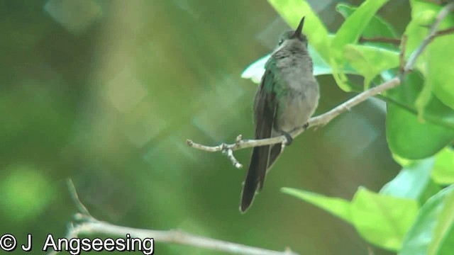 Cuban Emerald - ML200860031