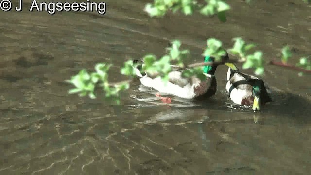 Canard colvert - ML200860041