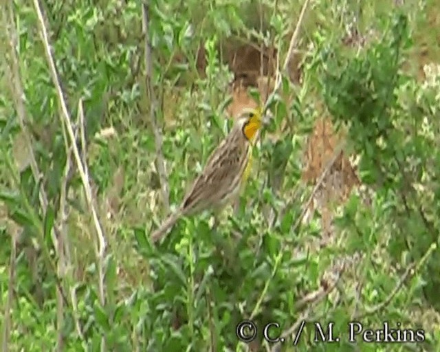 Pangani Longclaw - ML200860091
