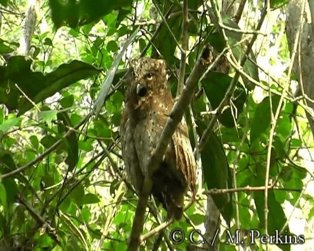 Sokoke Scops-Owl - ML200860131