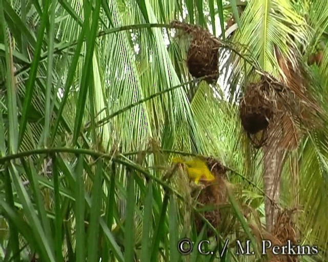 Golden Palm Weaver - ML200860141