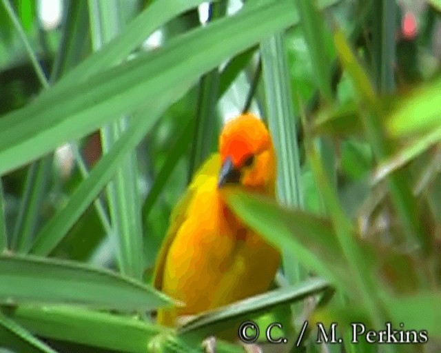 Golden Palm Weaver - ML200860151