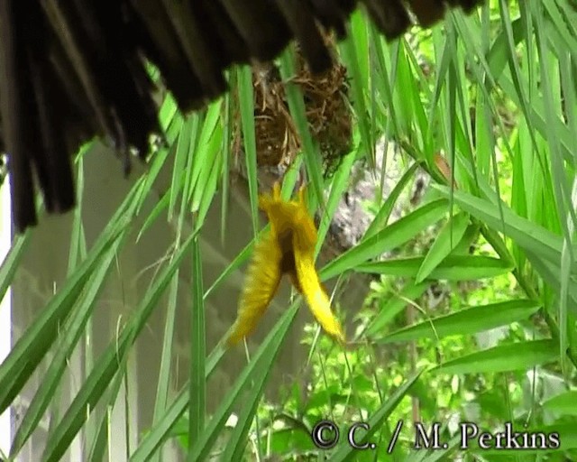 Golden Palm Weaver - ML200860161