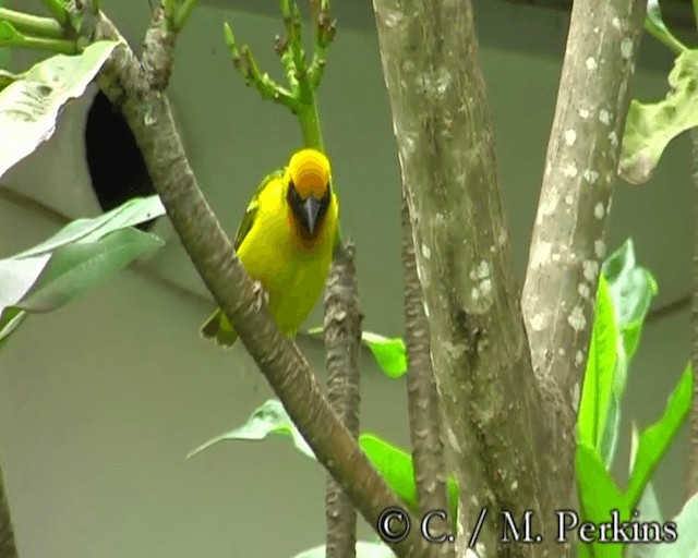 Speke's Weaver - ML200860171