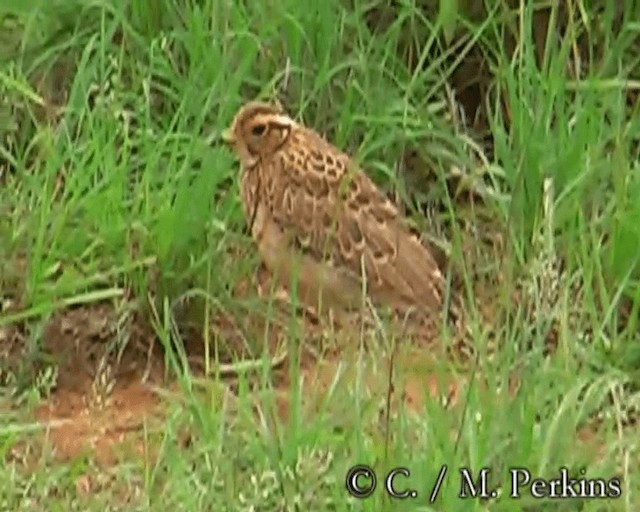 Three-banded Courser - ML200860201