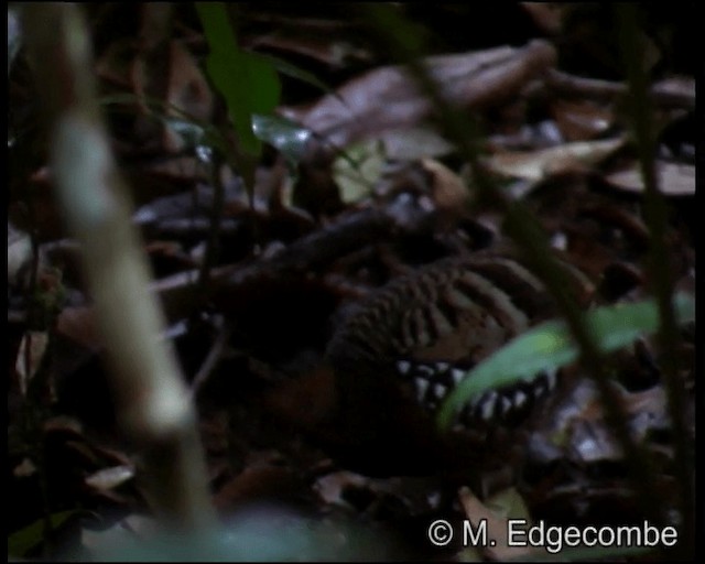 Chestnut-headed Partridge (Chestnut-headed) - ML200860231