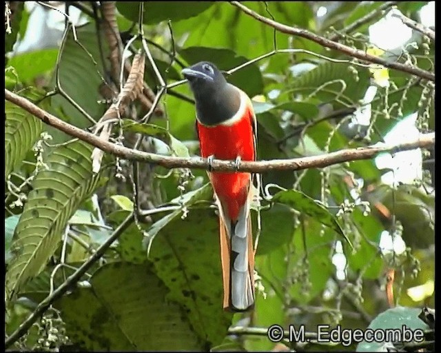 Trogon de Malabar - ML200860291