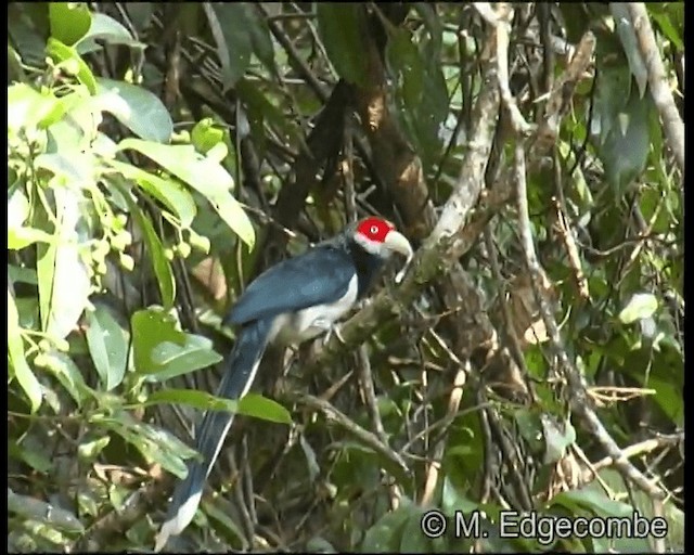 rødmaskemalkoha - ML200860311