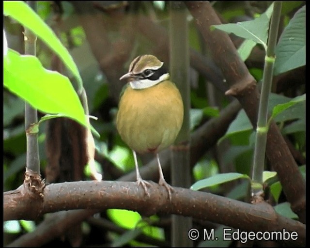 Indian Pitta - ML200860331