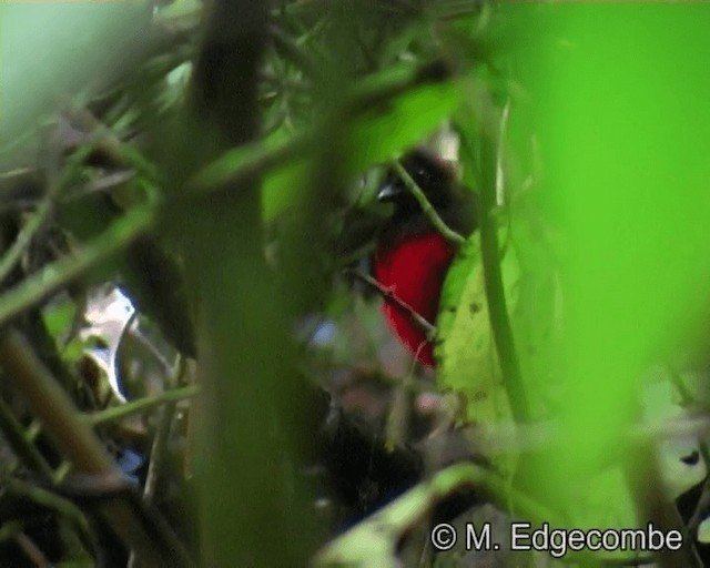 Graceful Pitta - ML200860341