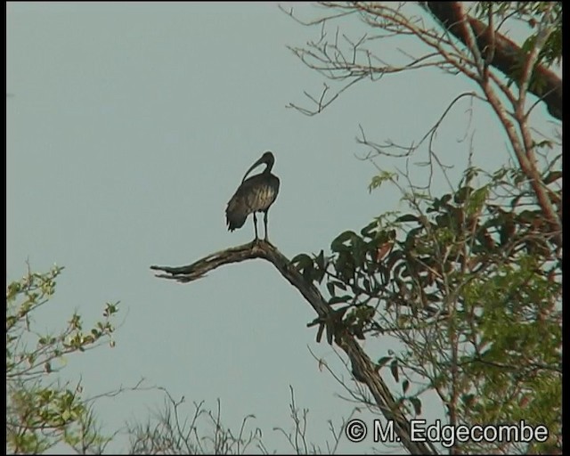 Ibis Gigante - ML200860351