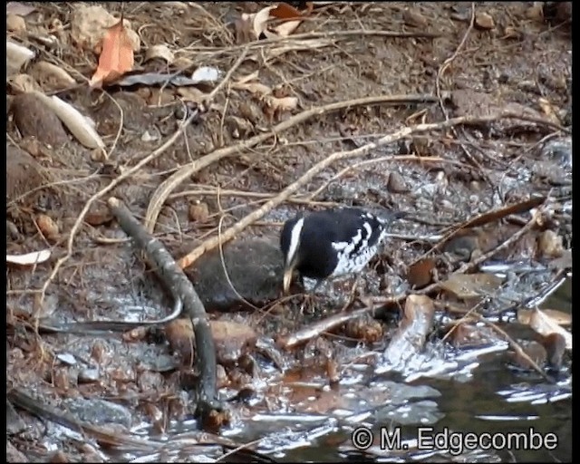 Pied Thrush - ML200860391