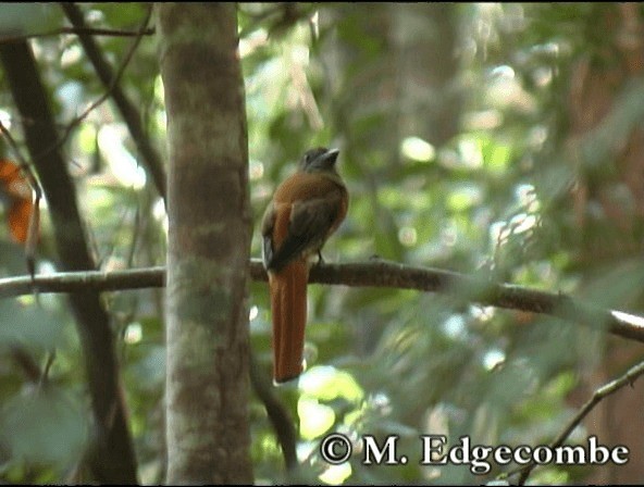 trogon indický - ML200860501