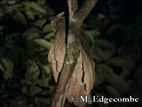 Large Frogmouth - ML200860521